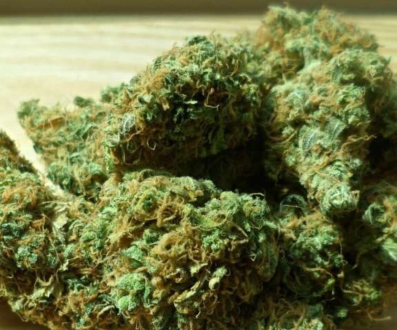 Health effects of eating marijuana is subject of a new study